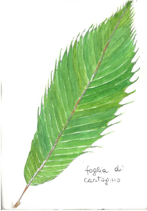 Domenica 27 giugno - Foglia di Castagno - Cristina Cortese